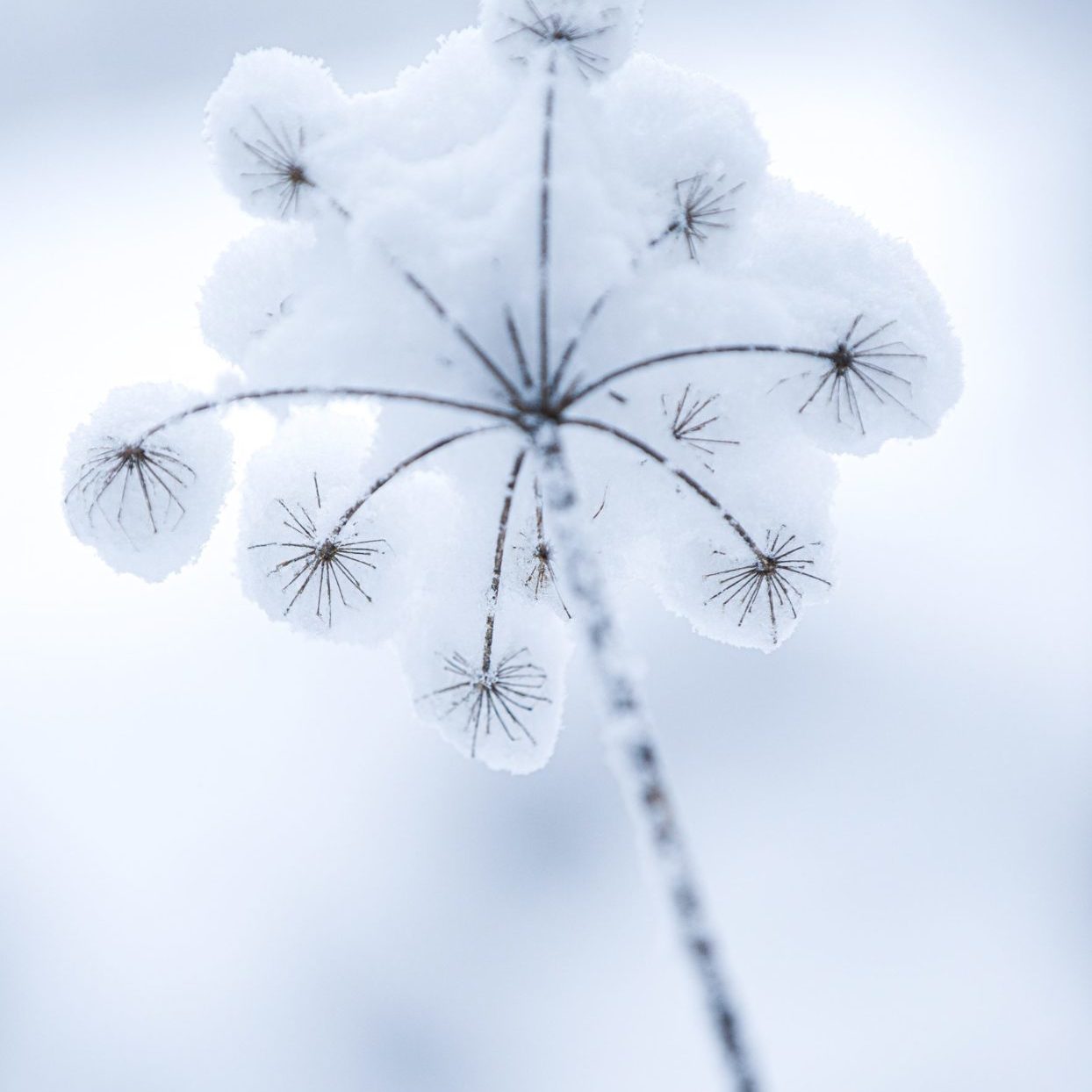 white flower in close up photography